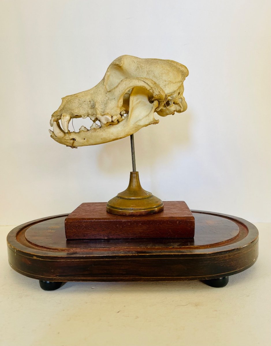 Dog Skull -photo-4